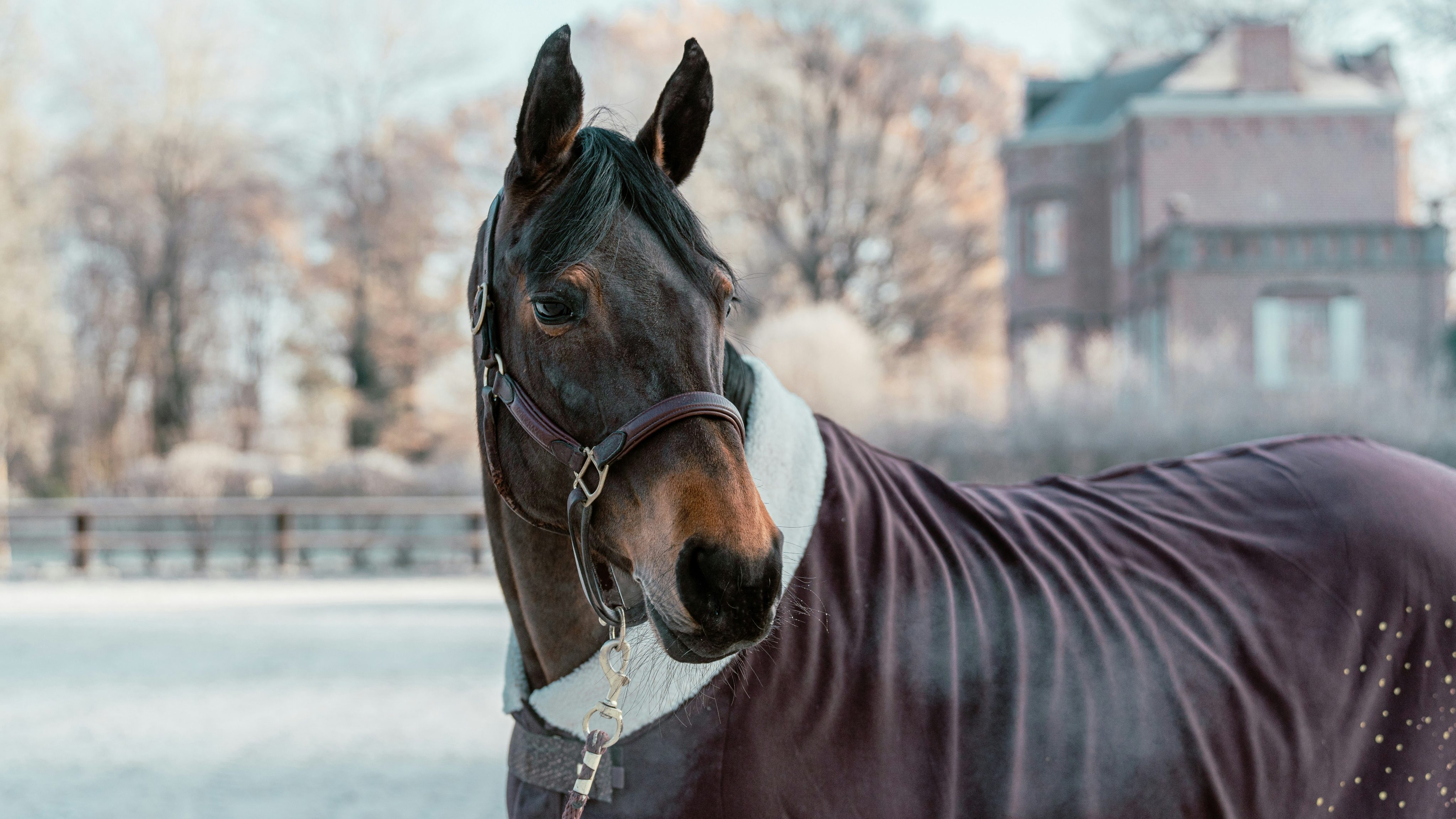 Horses Mean Freedom: Vicki's Story