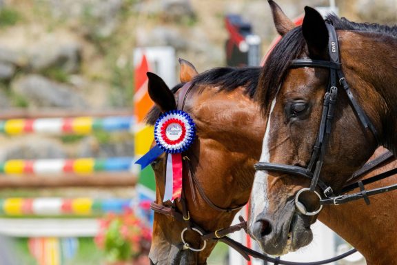 Two horses with decorative ribbons near a show jumping course.