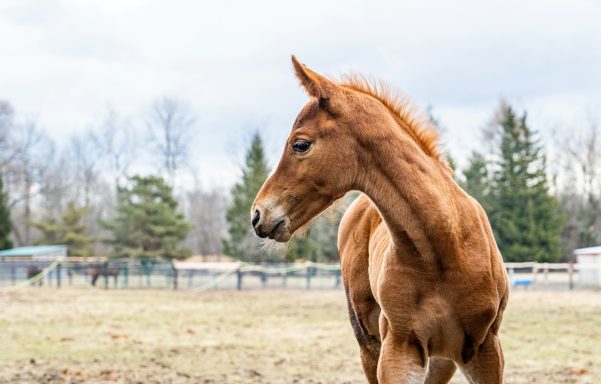 Brown foal turning its head in a grassy field with trees in the background.